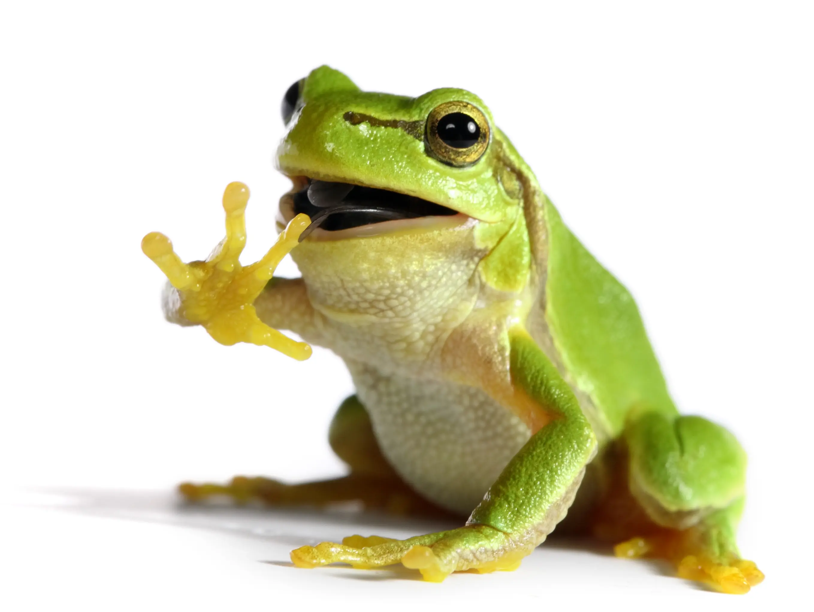 frog image